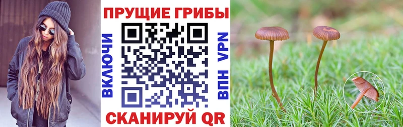 Псилоцибиновые грибы Cubensis  дарнет шоп  Северодвинск 